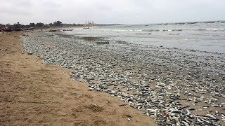 Chinese Factory Pollutes Gambian Coastline Killing Fishes [upl. by Dnalrah]