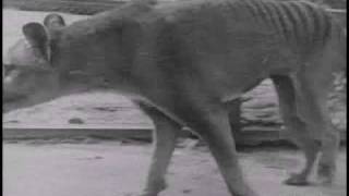 Historical thylacine Tasmanian Tiger film 5  Beaumaris Zoo Hobart 19 December 1933 [upl. by Littell]