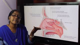 Lecture On Paranasal Air sinuses [upl. by Kusin]