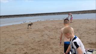 saluki bull greyhound chase 15 month [upl. by Nesnej432]