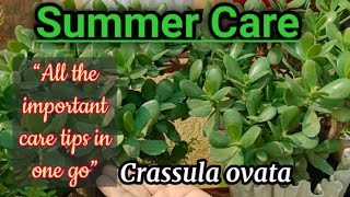 How to care CRASSULA plant in summer season [upl. by Hujsak]