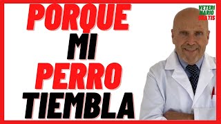 Porque mi perro Tiembla Mucho y no Puede Caminar 🔴 Cuando Duerme o Llora 🔴Y Vomita [upl. by Ibloc855]