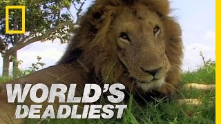 Lion vs Lion  Worlds Deadliest [upl. by Quiteri]