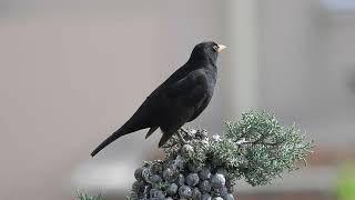 Turdus merula Małe [upl. by Lunnete]