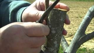 Pecan Inlay Grafting Technique [upl. by Malva]