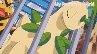 Chikorita Evolve into Bayleef Pokemon johto region [upl. by Sandeep]