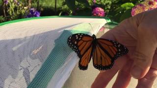 Releasing 12 Monarch Butterflies [upl. by Serra976]