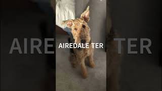 AIREDALE TERRIERquotMeet the Airedale Terrier The King of Terriersquot [upl. by Nasus754]