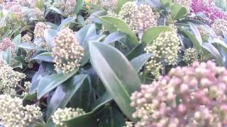 Big Plant Nursery  Skimmia japonica Fragrant Cloud [upl. by Karie]