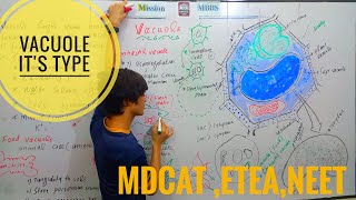Vacuole  Structure and Function of Vacuole  Types of Vacuole  Sap Vacuole  contractile  Food [upl. by Hanover917]
