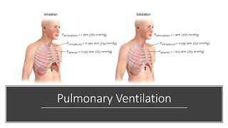 Pulmonary Ventilation [upl. by Ahsiloc]