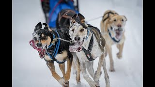 2024 Maniwaki International Dog Sled Race [upl. by Nithsa]