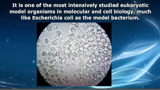 AP Biology  Saccharomyces Cerevisiae [upl. by Nirda649]