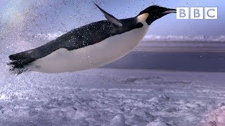 How does a penguin launch itself from the sea  The Wonder of Animals  BBC [upl. by Ynnohj804]