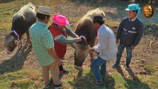 SANTIAGO HUANCAYO 2019 HERRANZA [upl. by Enneirdna]