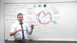 2015 MCAT Psychology 10  Structure of Eye [upl. by Schaab536]