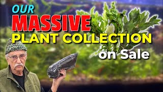 The Best Plants for Your Aquarium [upl. by Robinson727]