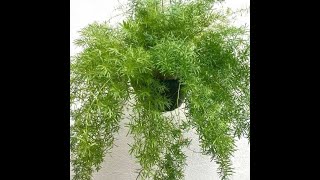 How to grow Beautiful Asparagus Fern [upl. by Natsirt]