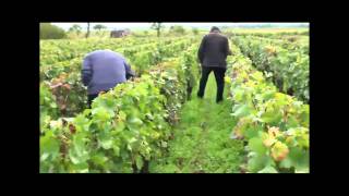 The Vineyards of Gevrey Chambertin in Burgundy  Marchand amp Burch [upl. by Cardon]