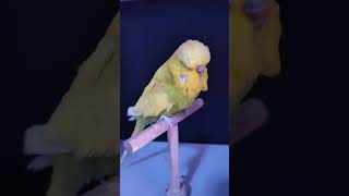 English budgerigar Pakhi dairyanimal Budgrigar birds sorts [upl. by Enelyw447]