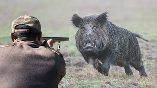 Top 10 tir du sanglier au maroc 2023 Top 10 wild boar hunts Partie 02 [upl. by Aihsat280]