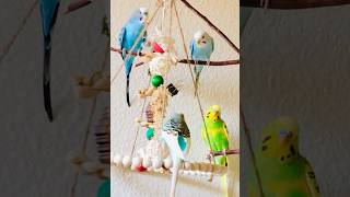 Happy budgies playing with toy and swing ❤️ 🥰 budgies parakeet parrot [upl. by Esinet]