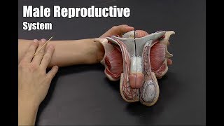 Male Reproductive System [upl. by Christabelle]