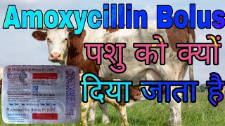 Amoxycillin vetBolus Uses in Hindi  जानिए यह एंटीबायोटिक दवा पशु में क्या काम आती है [upl. by Ledah]