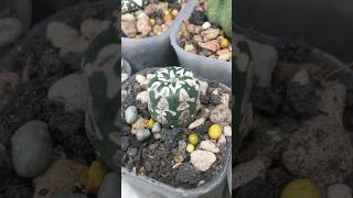 Mini Astrophytum Asterias V Type from seedling astrophytum cactaceae [upl. by Gordy650]