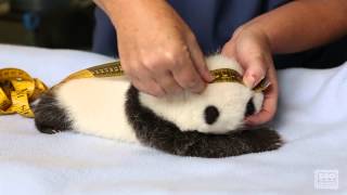 Giant Panda Cub Exam [upl. by Nerreg]