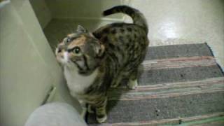 Cute Scottish Fold Bengal Kitten on Canon 5D [upl. by Iramo]