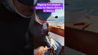 Rigging Live Bait  Tuna  Marlin Fishing In Cabo  fishing fishingvideo fishingtips [upl. by Stern978]