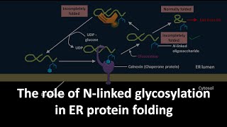 Role of N linked glycosylation in ER protein folding [upl. by Jesse307]