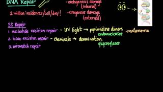 DNA Repair [upl. by Ecenahs]