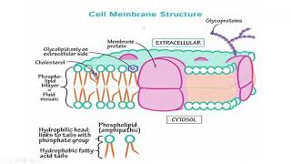 Physiology Foundation module  Cellular transport and homeostasis [upl. by Nylrad]