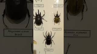 Collection of Tropical Beetles Scarabaeidae Coleoptera Awesome Dynastes Megasoma Nature Museum [upl. by Goeselt787]