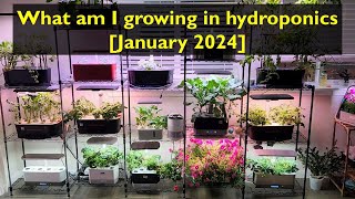 What am I growing  Jan 2024  Aerogarden iDoo LetPot Spider Farmer AHopeGarden MarsHydro [upl. by Lubba]