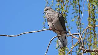 Zenaida auriculata  Torcaza  Eared Dove [upl. by Nommad388]