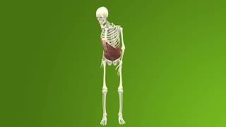 Animation Anatomie und Funktion Bauchmuskulatur [upl. by Dodge]