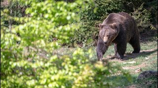 Întâlnire de gradul O cu URSUL Pe traseul Mrea Turnu  Mrea Stânișoara [upl. by Tdnarb765]