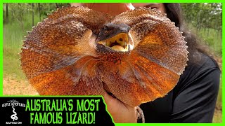 AUSTRALIAS MOST FAMOUS LIZARD [upl. by Yrrol]