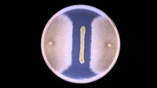 Biocontrol Fungal inhibition by bacteria  Timelapse [upl. by Hike409]