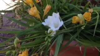 Freesia Flowers  How to Grow and Multiply [upl. by Juakn945]