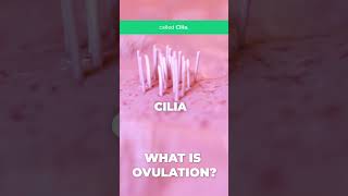 What does the term OVULATION mean [upl. by Penrose]