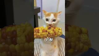 Mon Chat Mange Du Maïs 🌽 chatdrole chatdrôle chat mignons chaton [upl. by Namijneb]