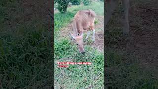 Sapi terindikasi Helminthiasis cacingan serius shortvideo shorts [upl. by Llezniuq]