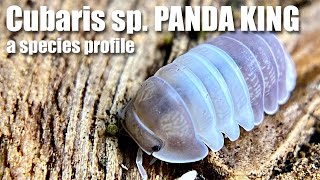 Cubaris sp PANDA KING A species profile of a truly incredible ISOPOD [upl. by Waite]