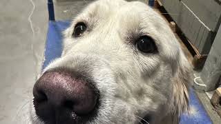 Molly  Golden Retriever  Best Trained Dogs of OR  Portland OffLeash K9 Training [upl. by Adelaida]