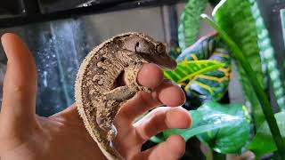 Crested Gecko Tour [upl. by Annoda]