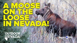 Moose sighting in Jarbidge  Outdoor Nevada [upl. by Acissaj928]